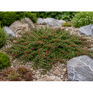Skalník drobnolistý (Cotoneaster procumbens) ´QUEEN OF CARPET´ - výška 10-15 cm ⌀ 10-20 cm, kont. C2L